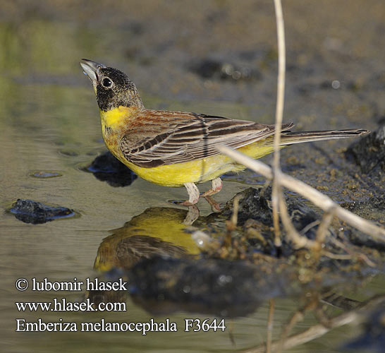 Emberiza melanocephala f3644