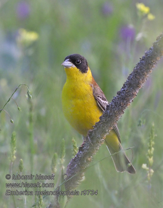 Emberiza melanocephala