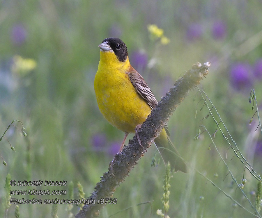 Emberiza melanocephala