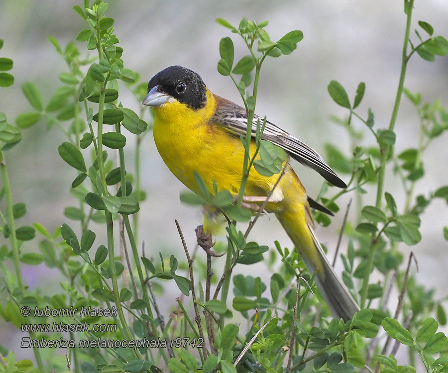 Emberiza melanocephala