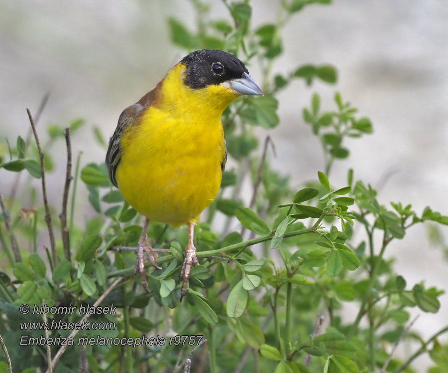 Presura cap negru Emberiza melanocephala