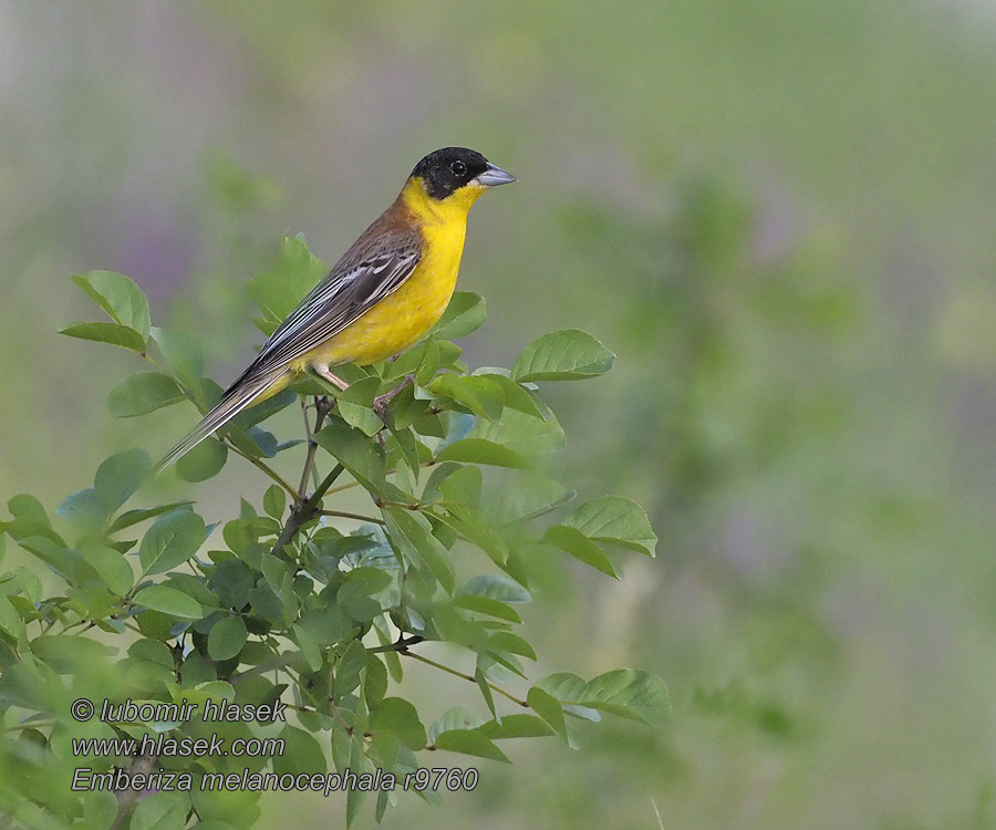 Черноглава овесарка Emberiza melanocephala