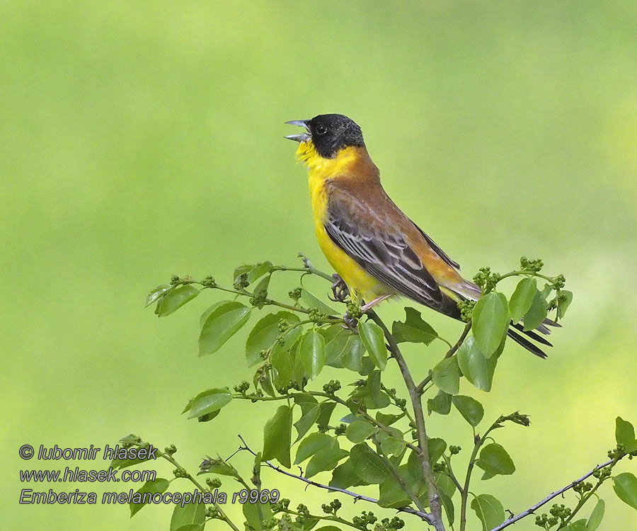 Kucsmás sármány Emberiza melanocephala