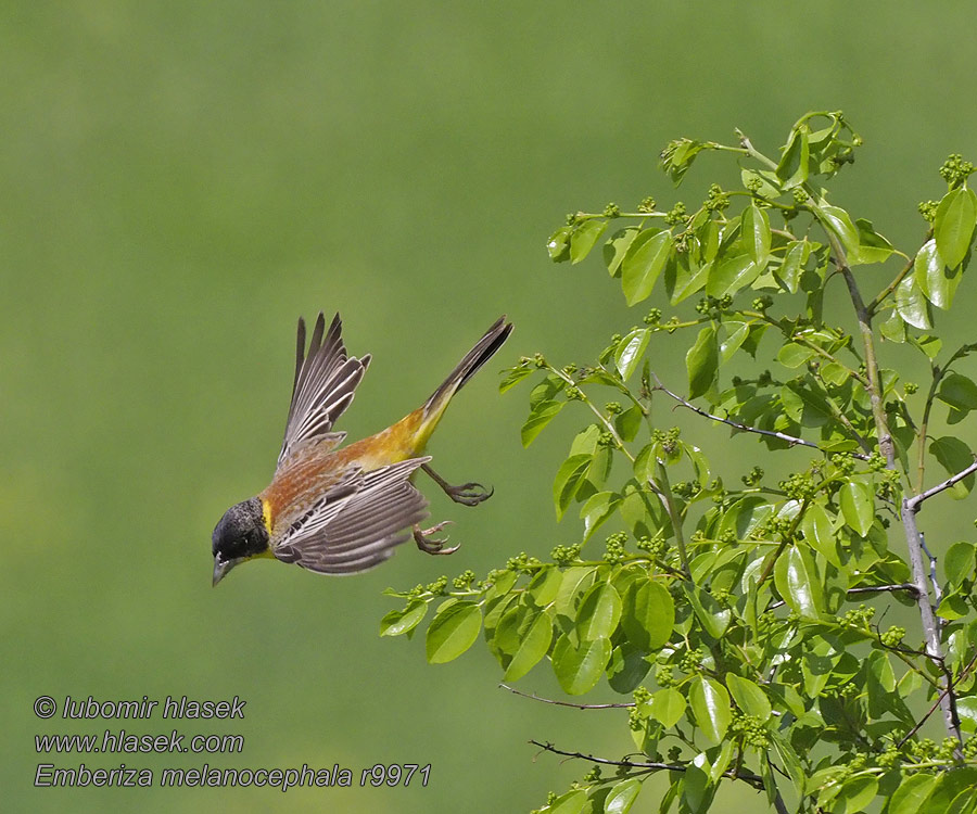 Strnádka čiernohlavá Emberiza melanocephala