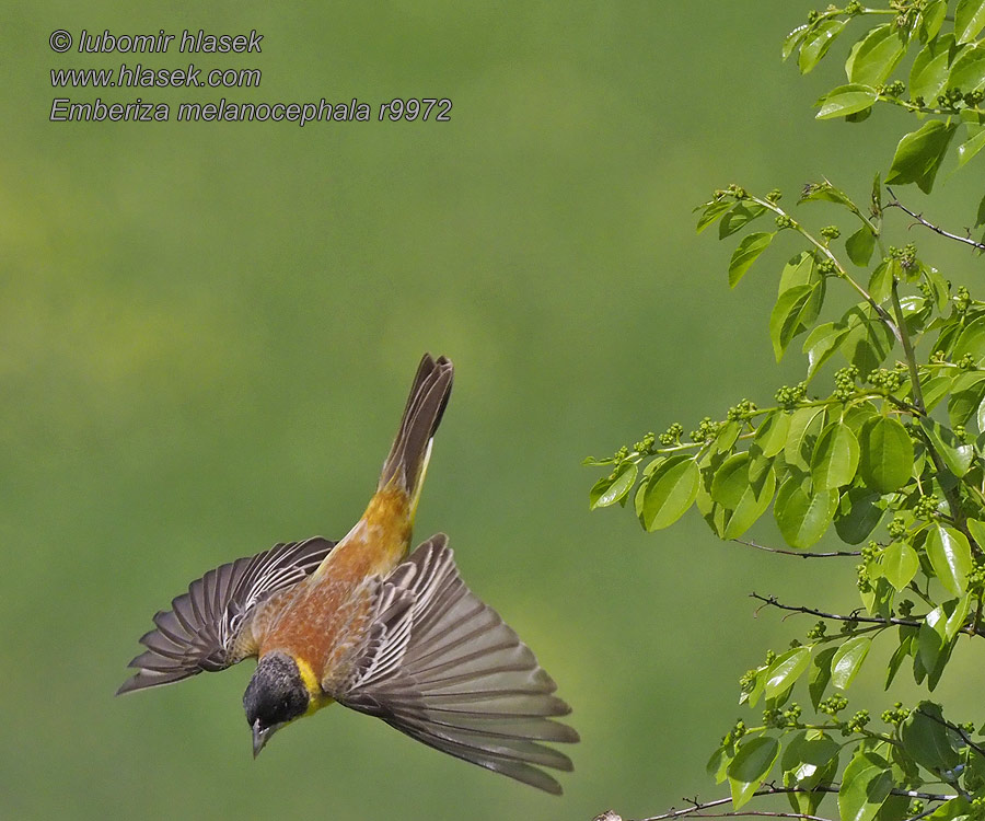 Trznadel czarnogłowy Emberiza melanocephala