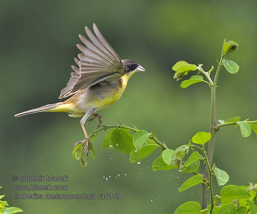 גבתון שחור ראש Emberiza melanocephala