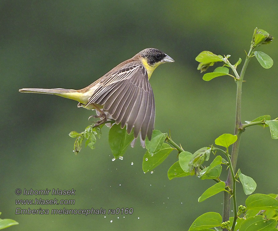 Kara Başlı Çinte Emberiza melanocephala