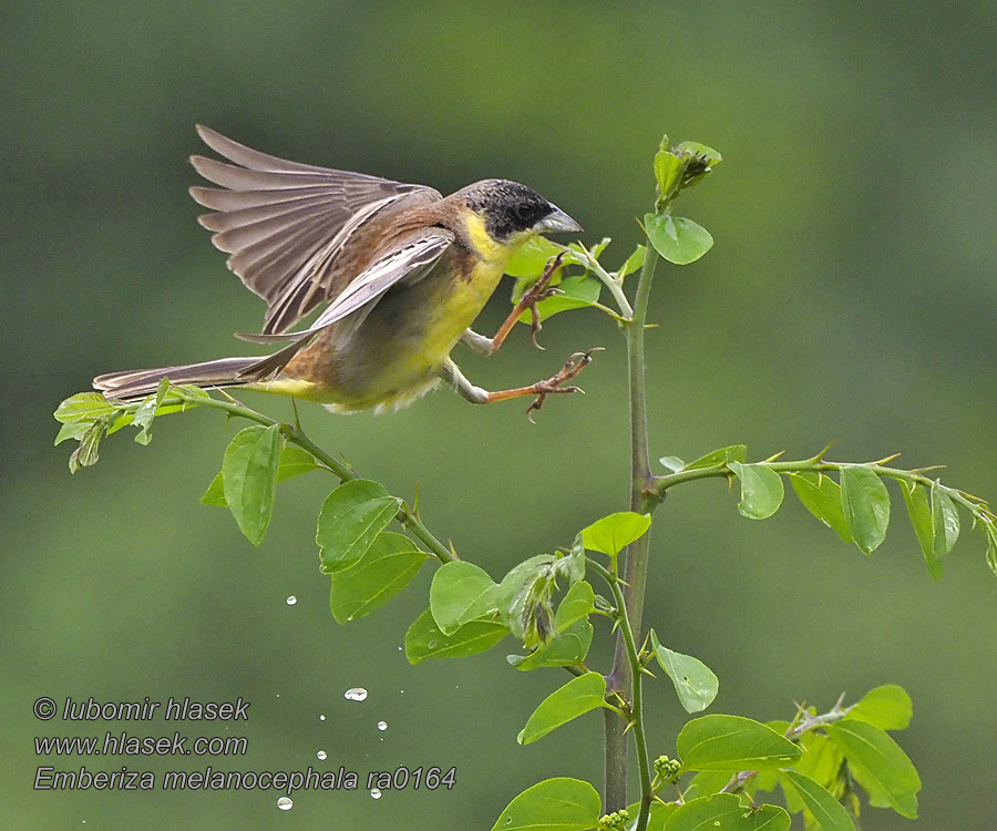 Чорноголова вівсянка Emberiza melanocephala