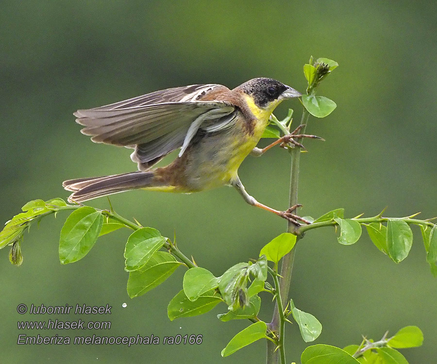 الدرسة سوداء الرأس Αμπελουργός Emberiza melanocephala