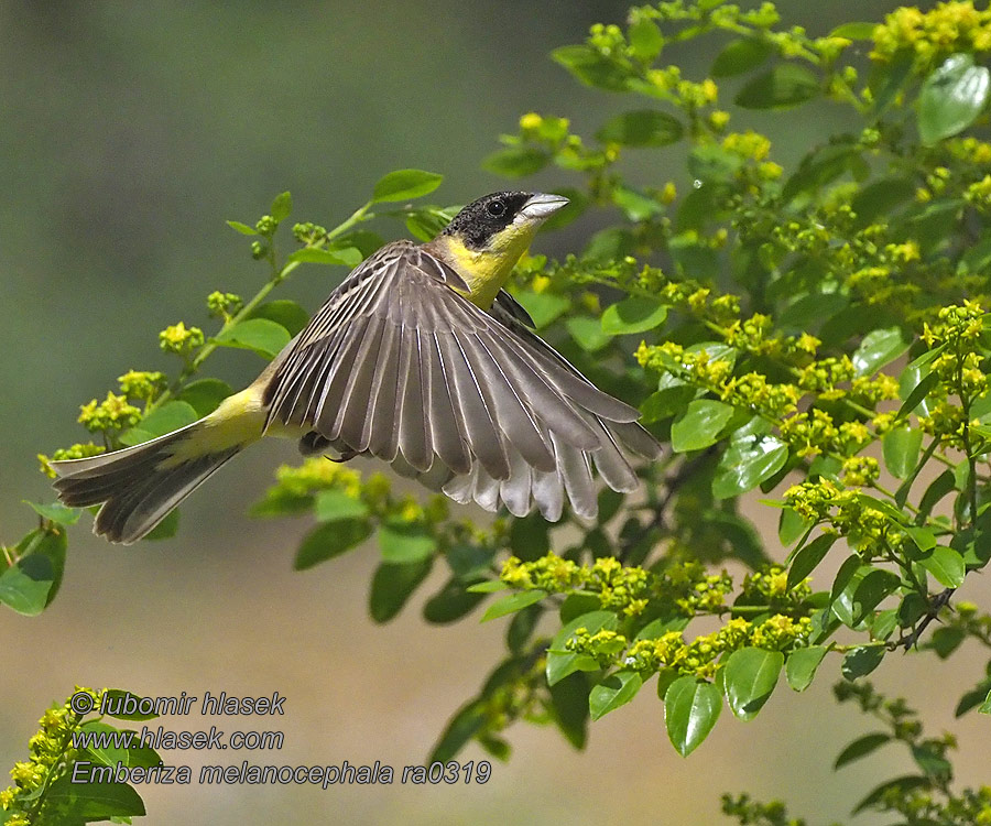 ズグロチャキンチョウ Emberiza melanocephala