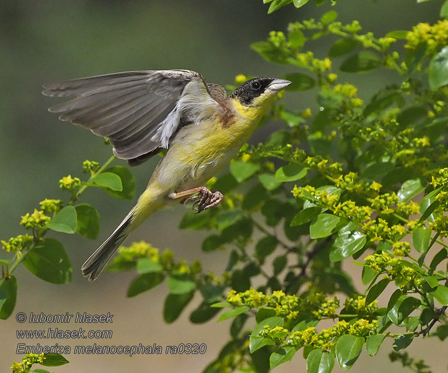 Черноголовая овсянка Emberiza melanocephala