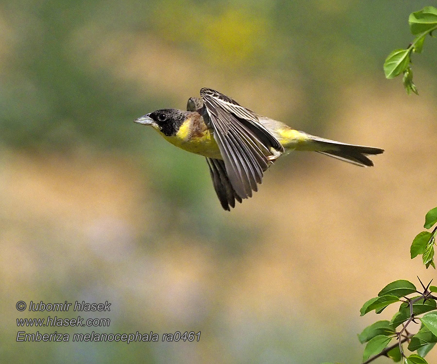 Svarthuvad sparv 黑头鹀 Emberiza melanocephala