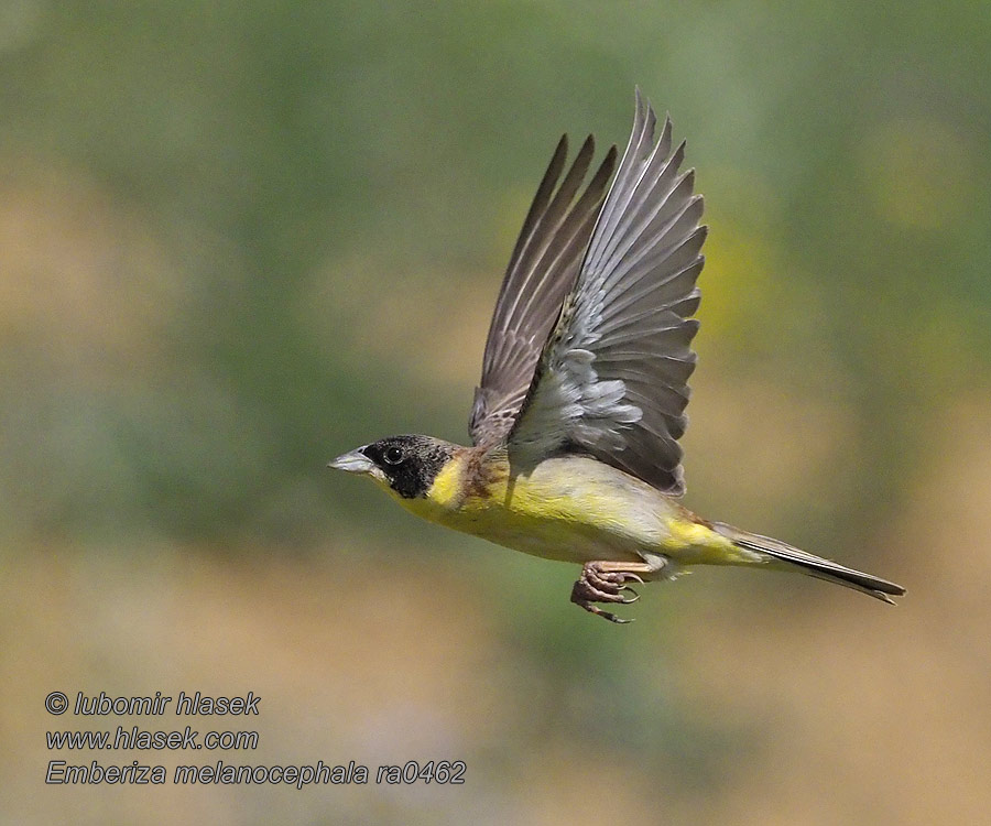 Zigolo capinero Svarthodespurv Emberiza melanocephala