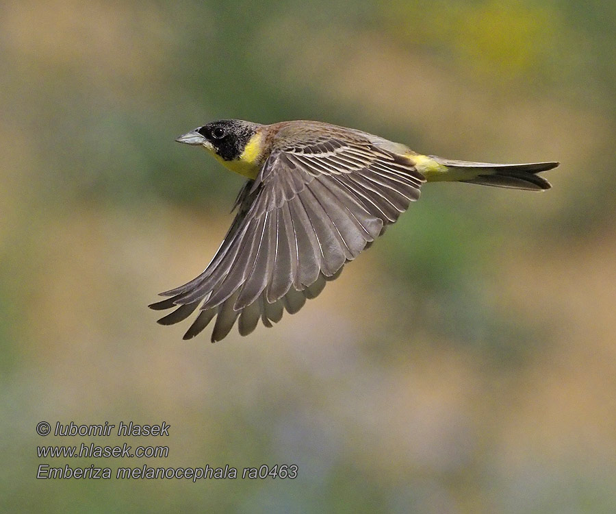 Hætteværling Zwartkopgors Mustapääsirkku Emberiza melanocephala