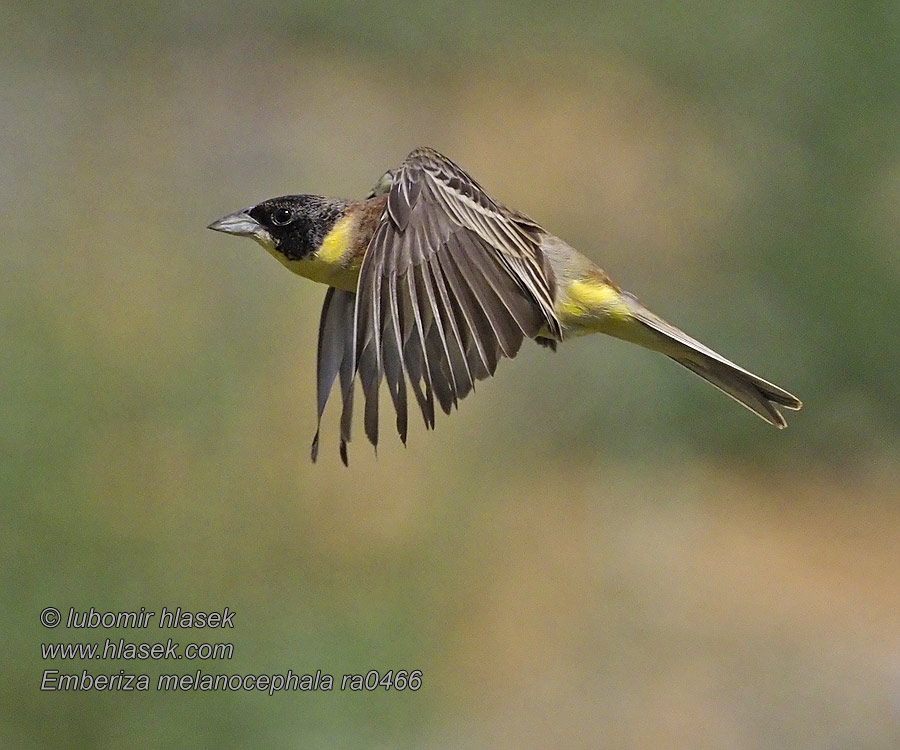 Strnad černohlavý Emberiza melanocephala