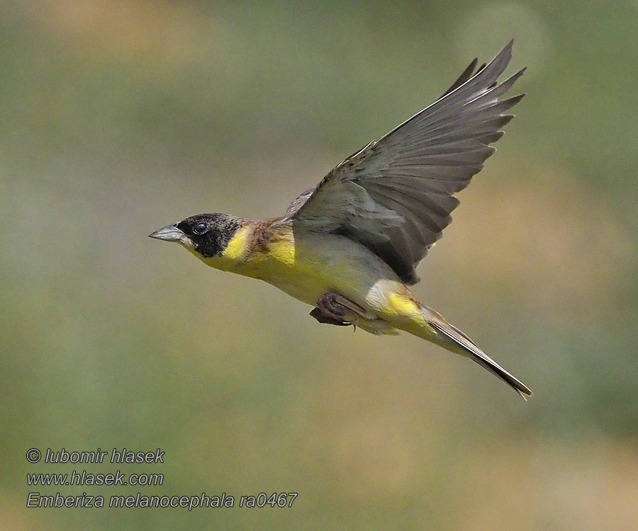 Bruant mélanocéphale Escribano Cabecinegro Emberiza melanocephala