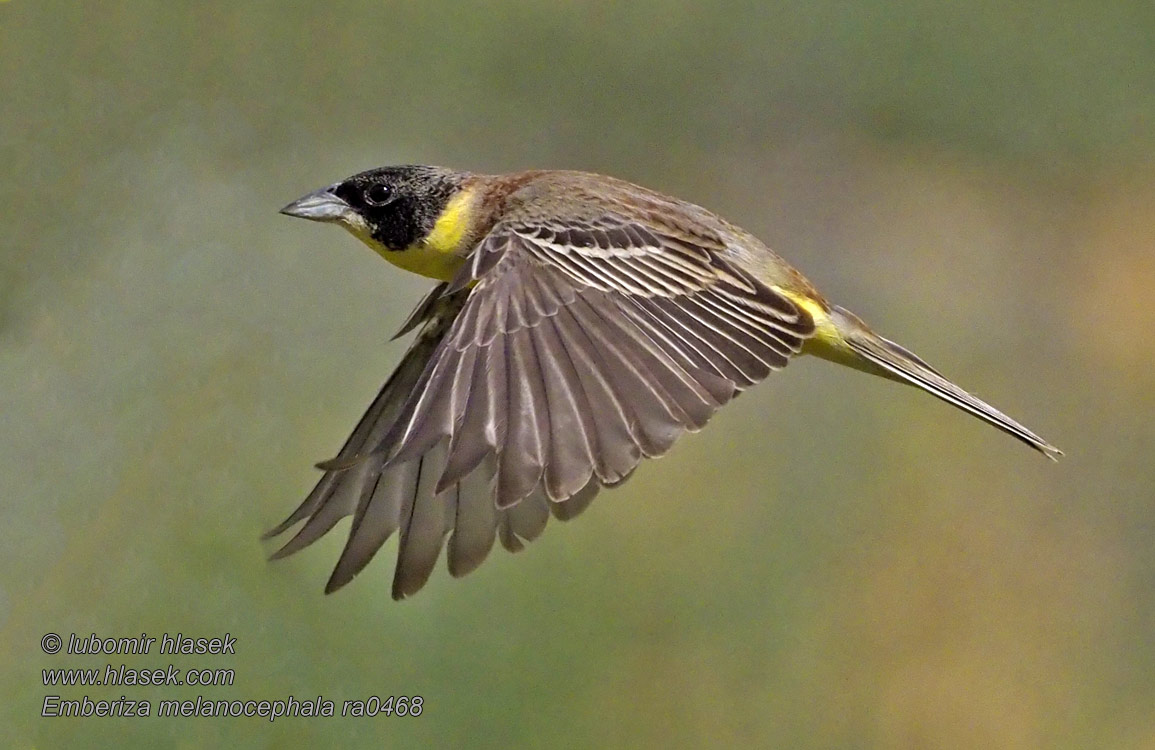 Kappenammer Emberiza melanocephala