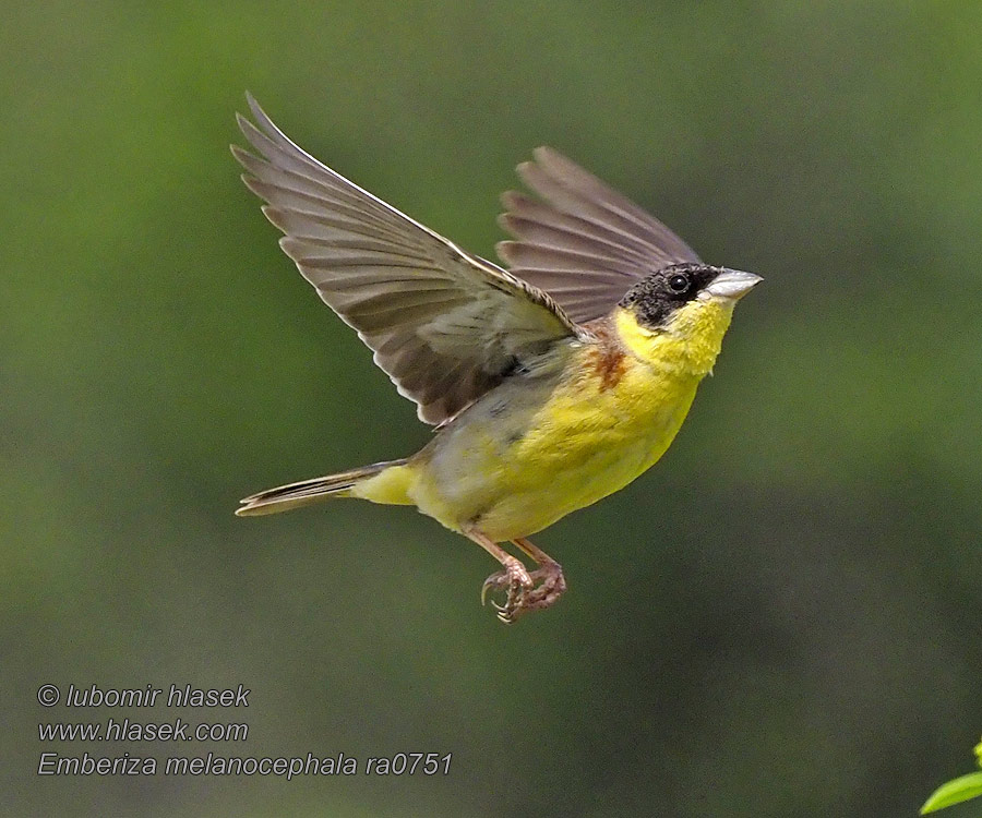 Black-headed Bunting Emberiza melanocephala