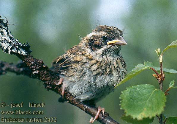 Emberiza rustica Strnad rolní Pileværling Bosgors Pohjansirkku