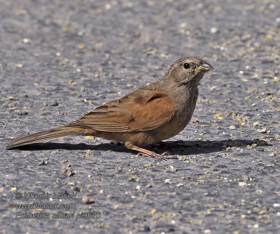 Домовая овсянка Hussparv Strnádka domová Emberiza sahari