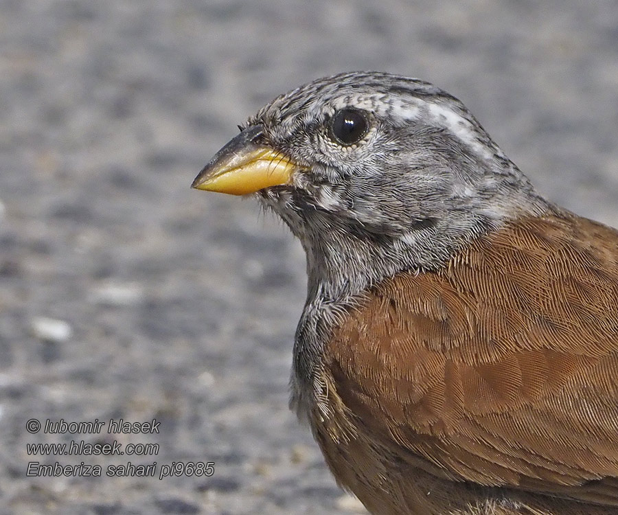 Trznadel saharyjski Escrevedeira-do-sara Emberiza sahari