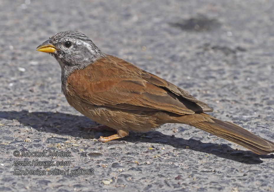 Zigolo delle case イエホオジロ Huisgors Husspurv Emberiza sahari