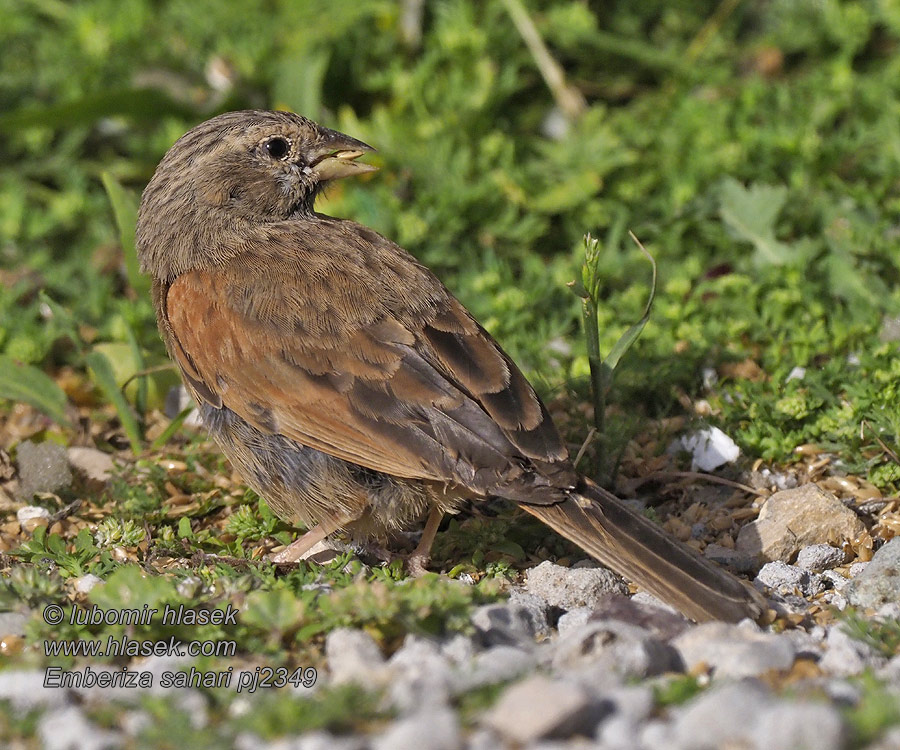 Kyläsirkku Bruant du Sahara Szahari sármány Emberiza sahari