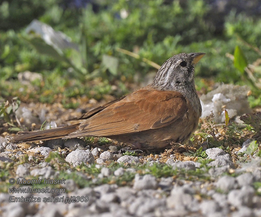 Hausammer Husværling House Bunting Escribano Saharian Emberiza sahari