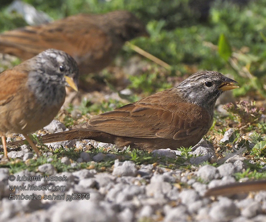 Strnad saharský Emberiza sahari