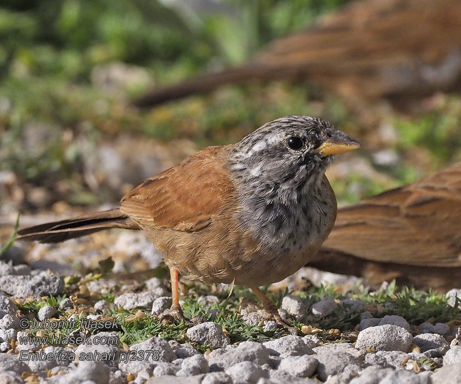 Emberiza sahari Домовая овсянка Hussparv Strnádka domová