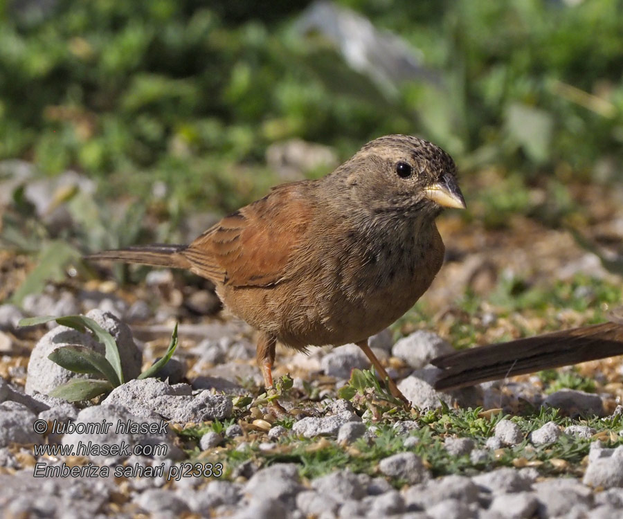 Emberiza sahari Trznadel saharyjski Escrevedeira-do-sara