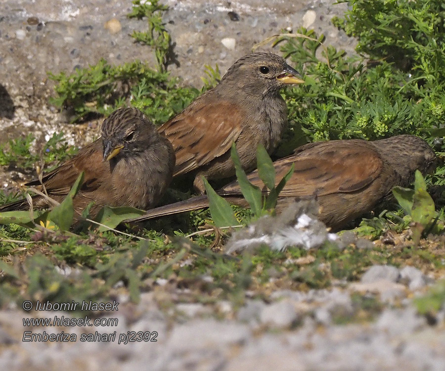 Emberiza sahari イエホオジロ Huisgors Husspurv