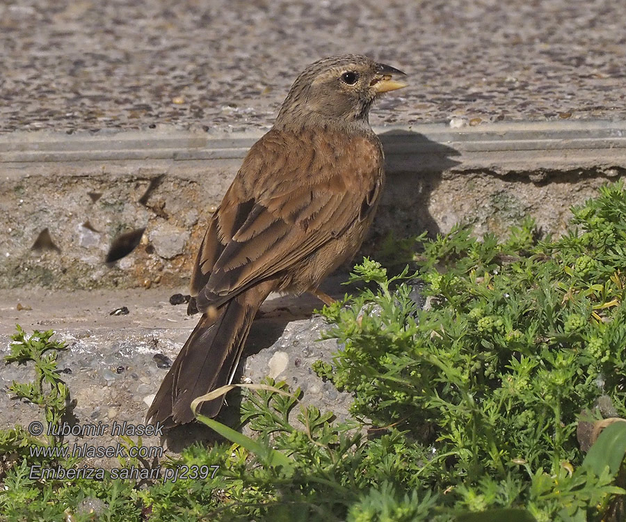 Emberiza sahari Szahari sármány Zigolo delle case