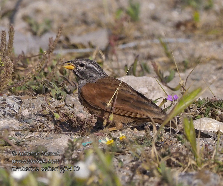 Emberiza sahari Escribano Saharian Kyläsirkku Bruant Sahara