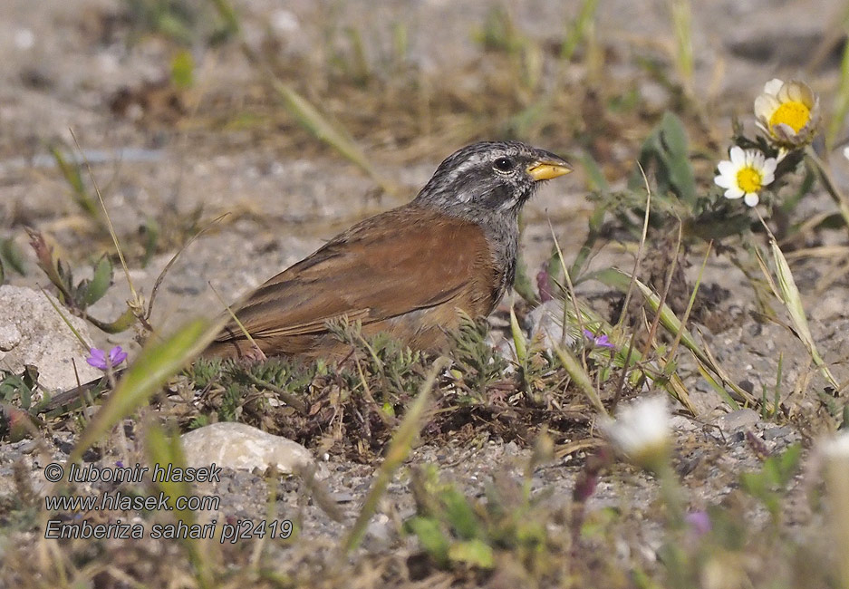 Emberiza sahari Hausammer Husværling House Bunting