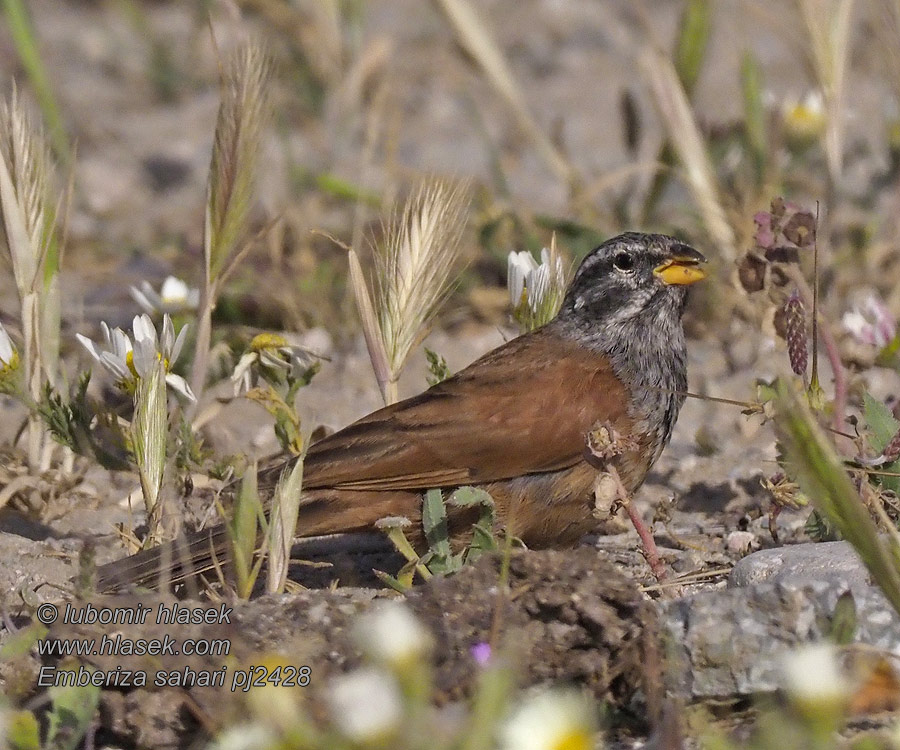 Emberiza sahari 家鹀 Strnad saharský