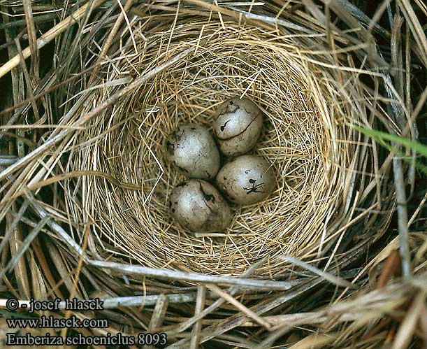 Emberiza schoeniclus 8093