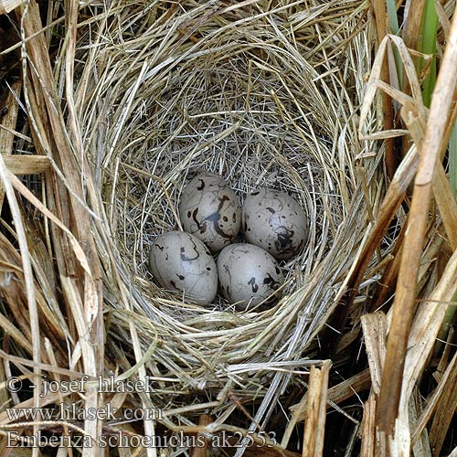 Emberiza schoeniclus ak2553