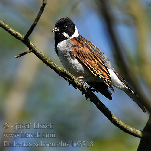 Kārklu zvirbulis Svilpsprāklītis trsni strnad Reed Bunting