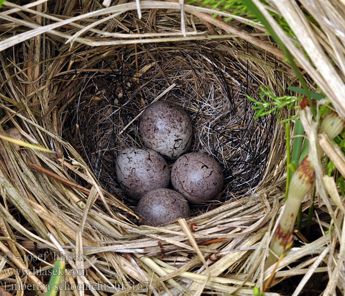 Emberiza schoeniclus bf7167