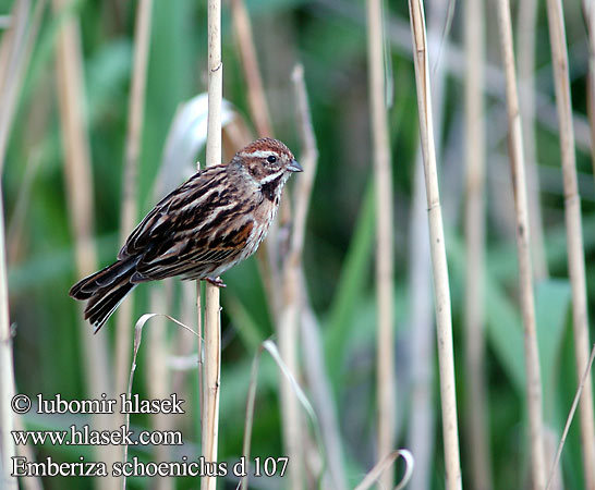 Emberiza schoeniclus Bruant roseaux Escribano Palustre