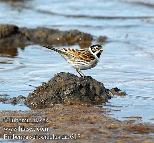 Emberiza schoeniclus da0317