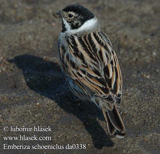 Emberiza schoeniclus da0338