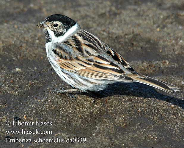 Emberiza schoeniclus 芦鹀 Камышевая овсянка