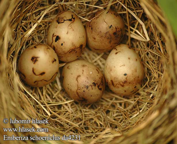 Emberiza schoeniclus da4231