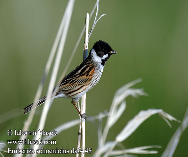 Emberiza schoeniclus da5448