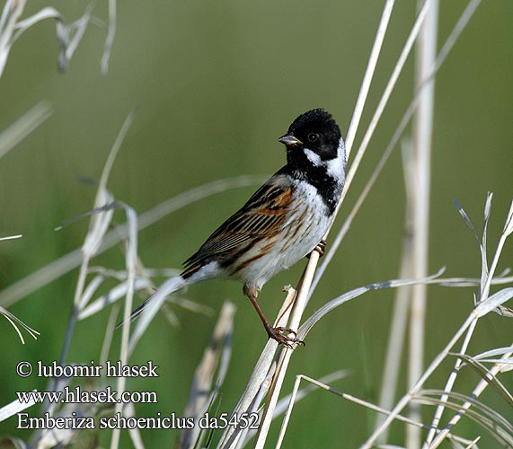 Emberiza schoeniclus da5452