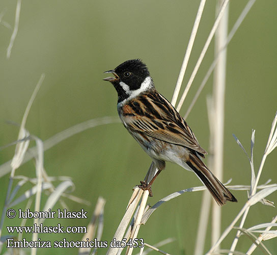 Emberiza schoeniclus da5453