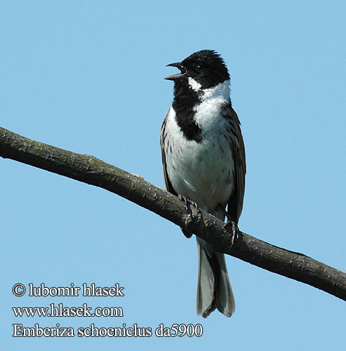 Emberiza schoeniclus da5900