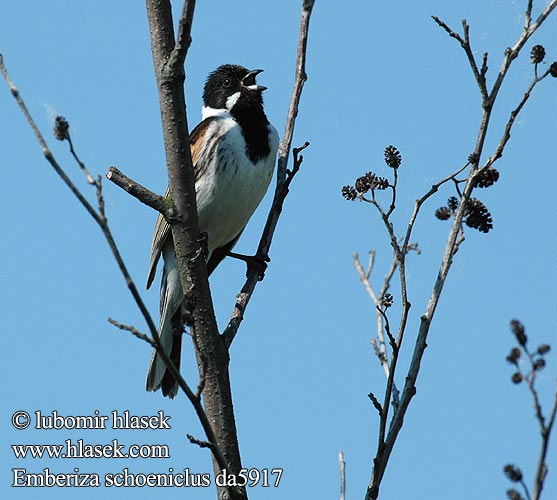 Emberiza schoeniclus da5917